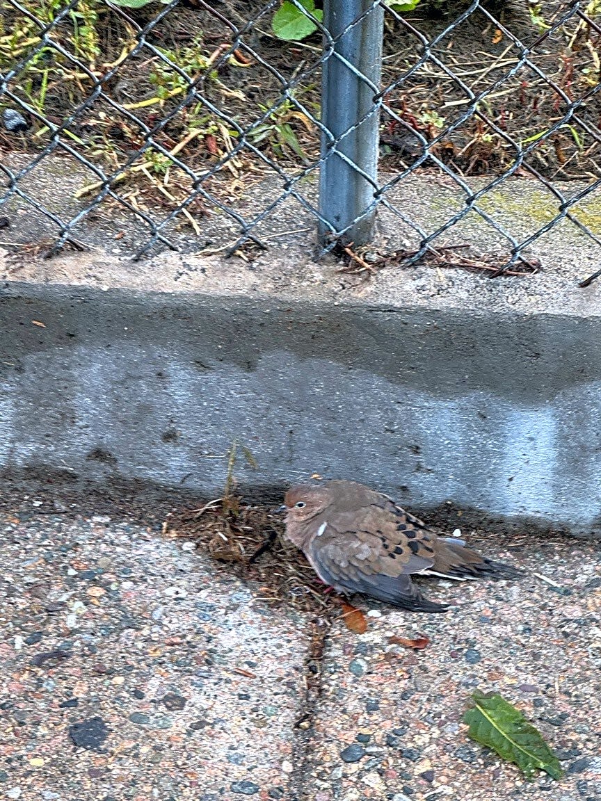 Image submitted with report