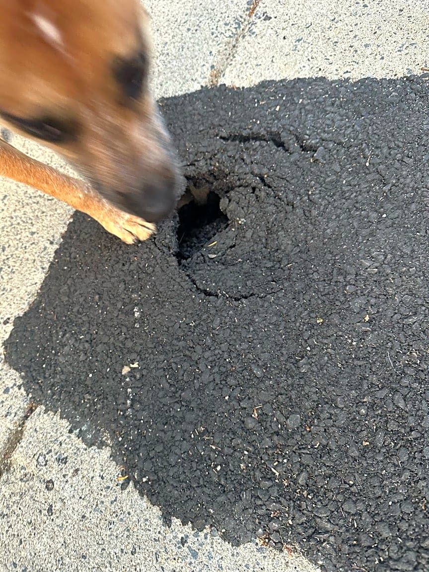 Image submitted with report