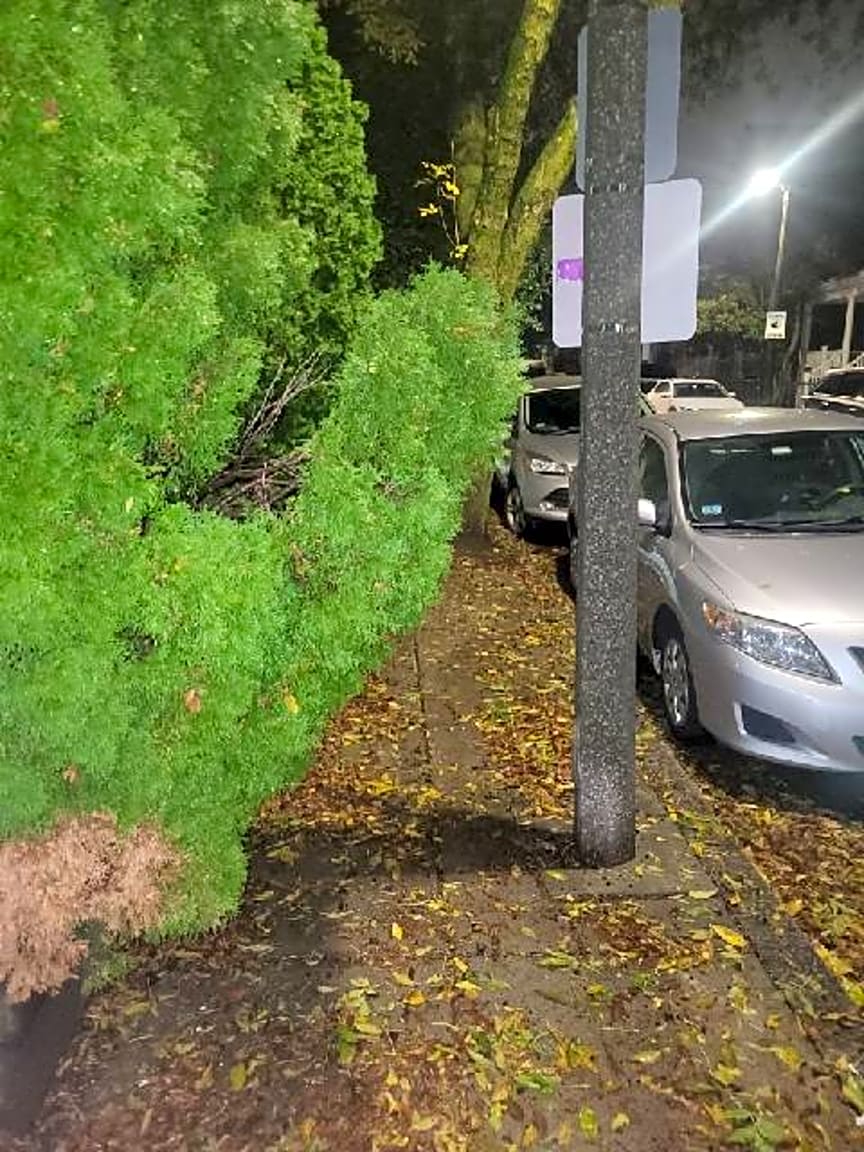 Image submitted with report
