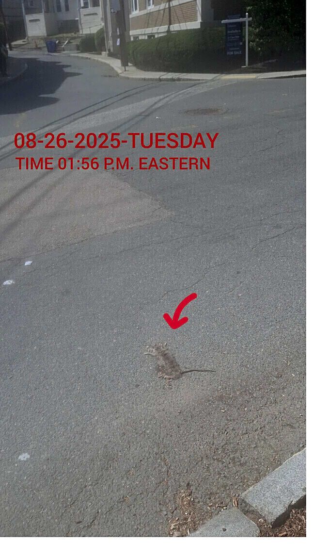 Image submitted with report