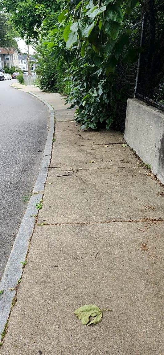 Image submitted with report