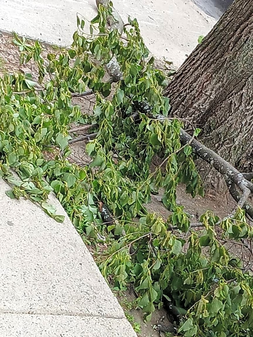 Image submitted with report