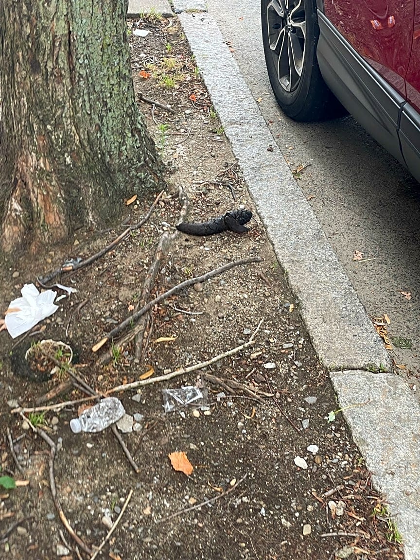 Image submitted with report