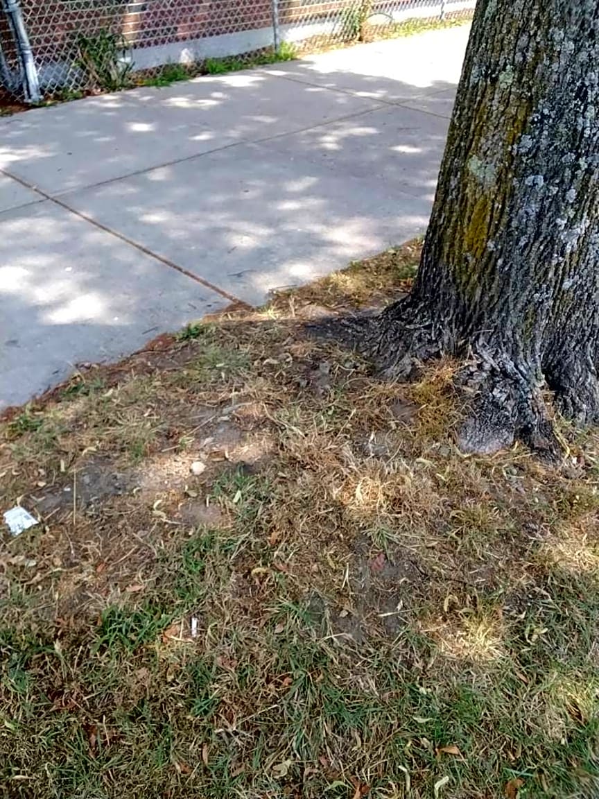 Image submitted with report