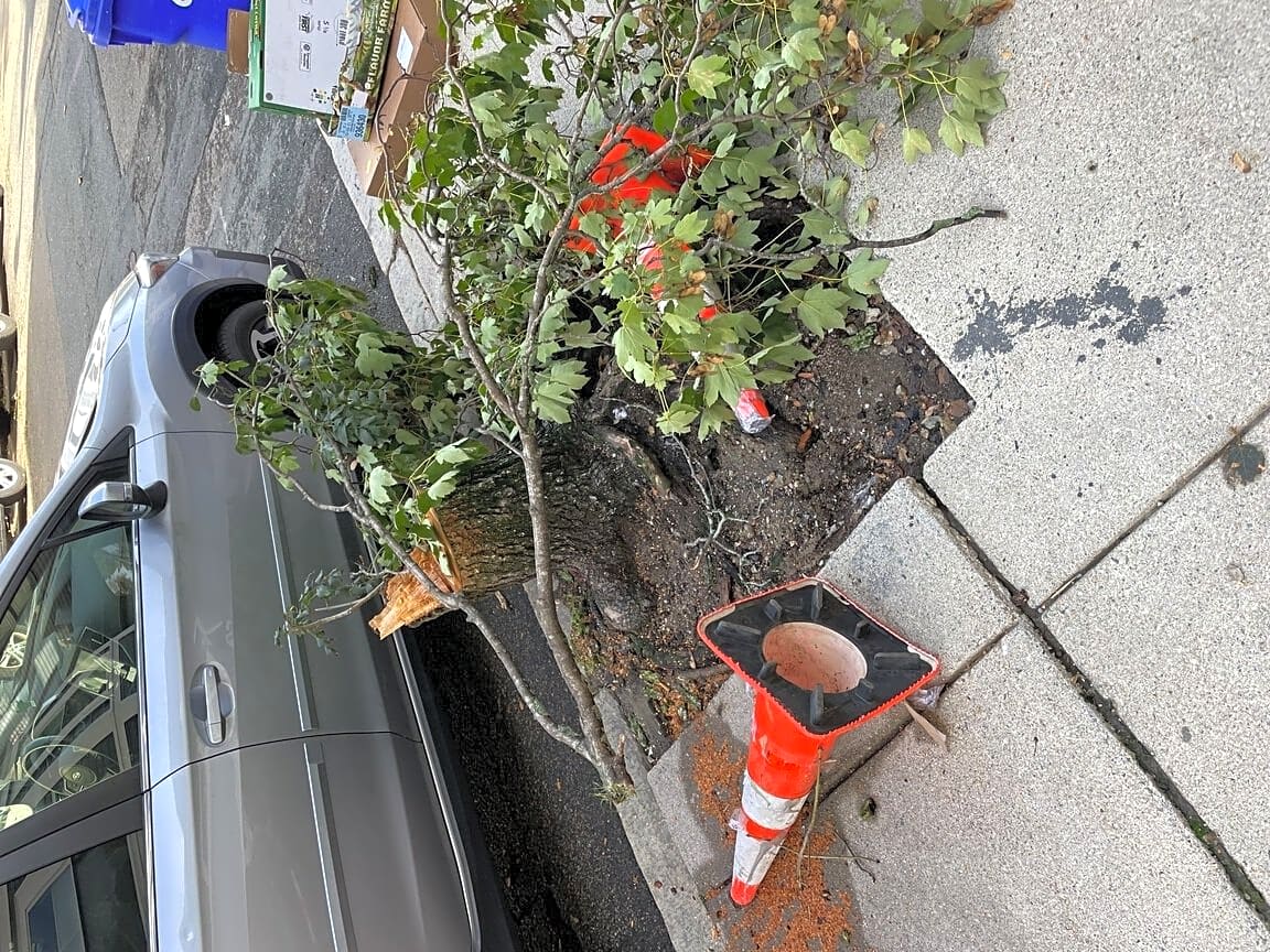 Image submitted with report