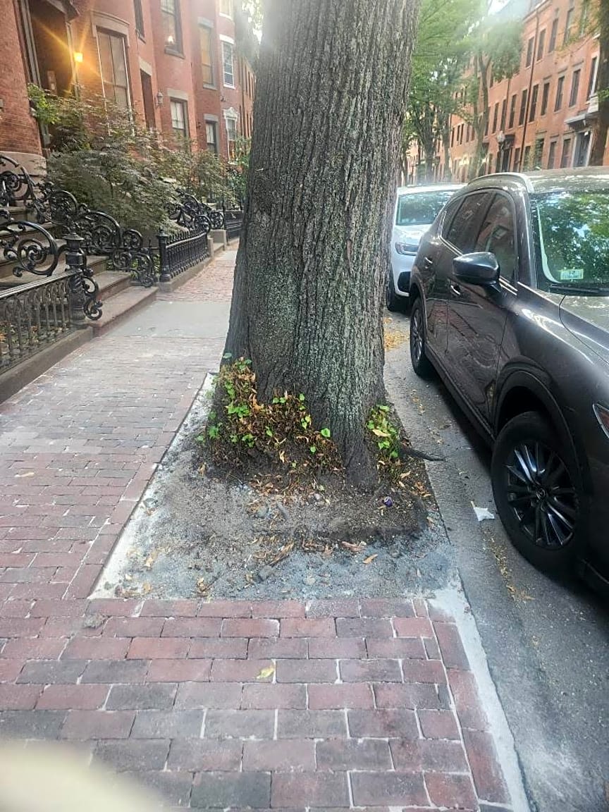 Image submitted with report