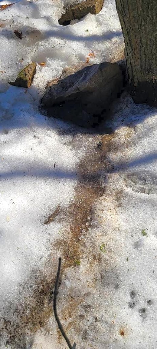 Image submitted with report