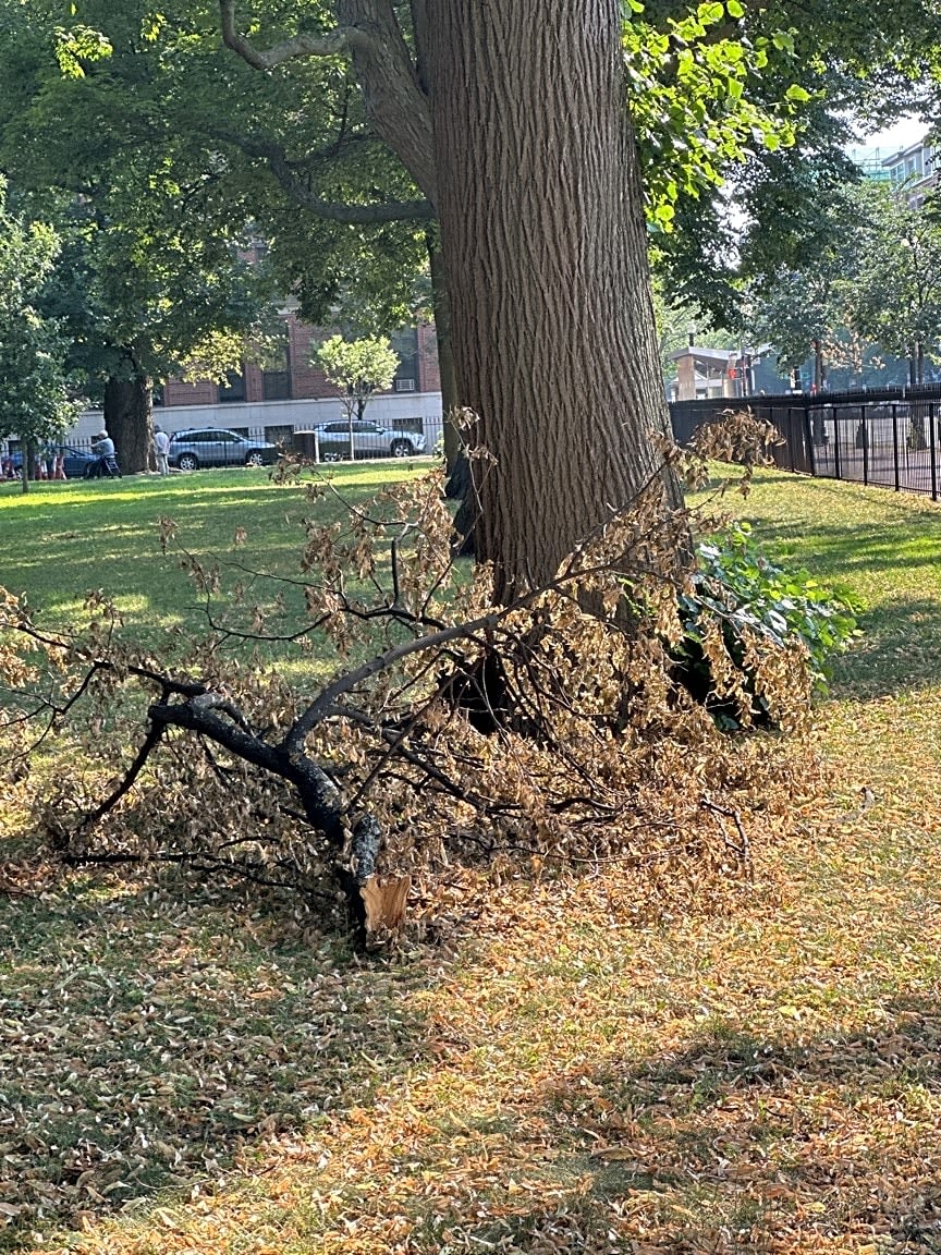 Image submitted with report