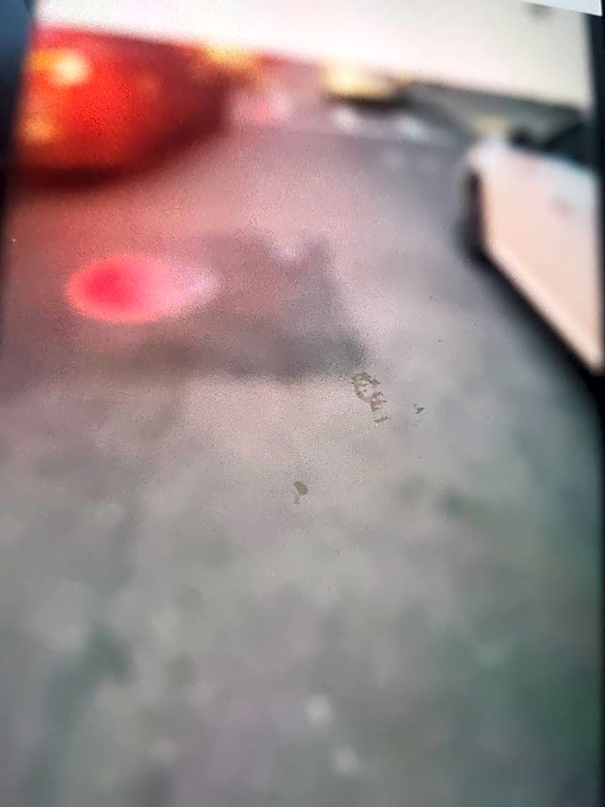 Image submitted with report