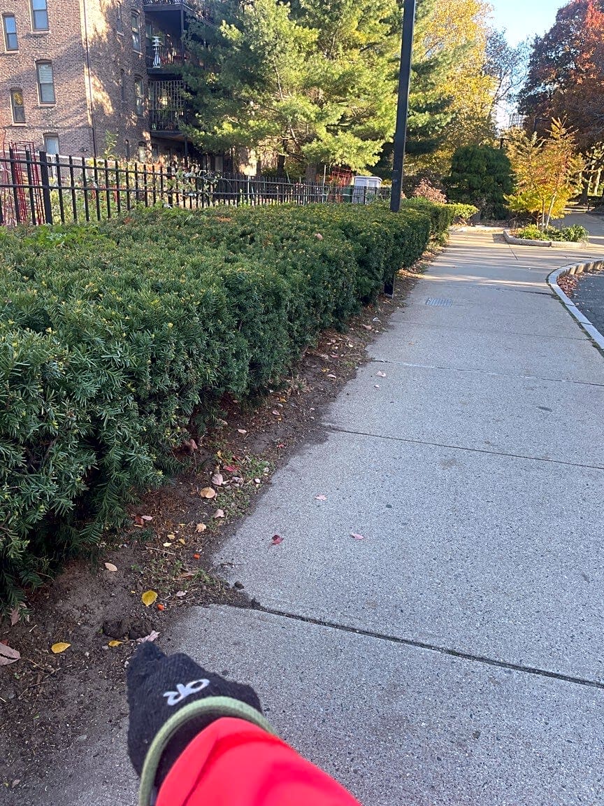 Image submitted with report