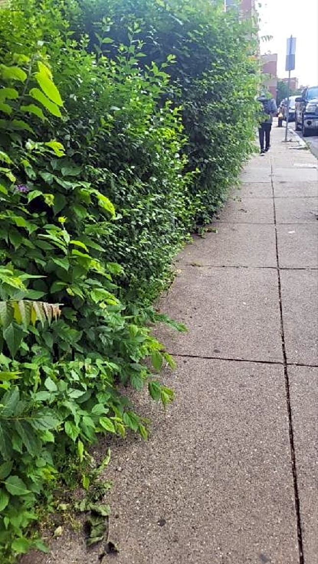 Image submitted with report