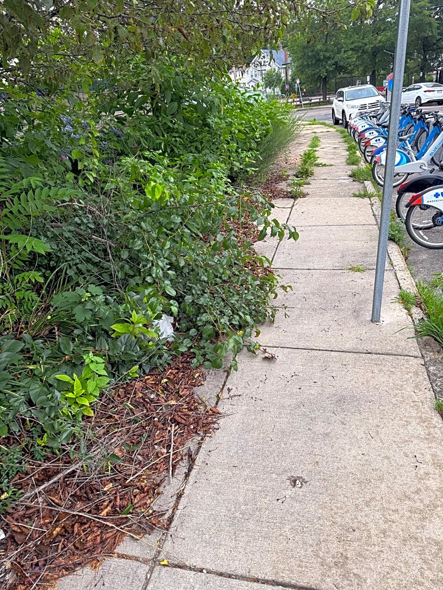 Image submitted with report