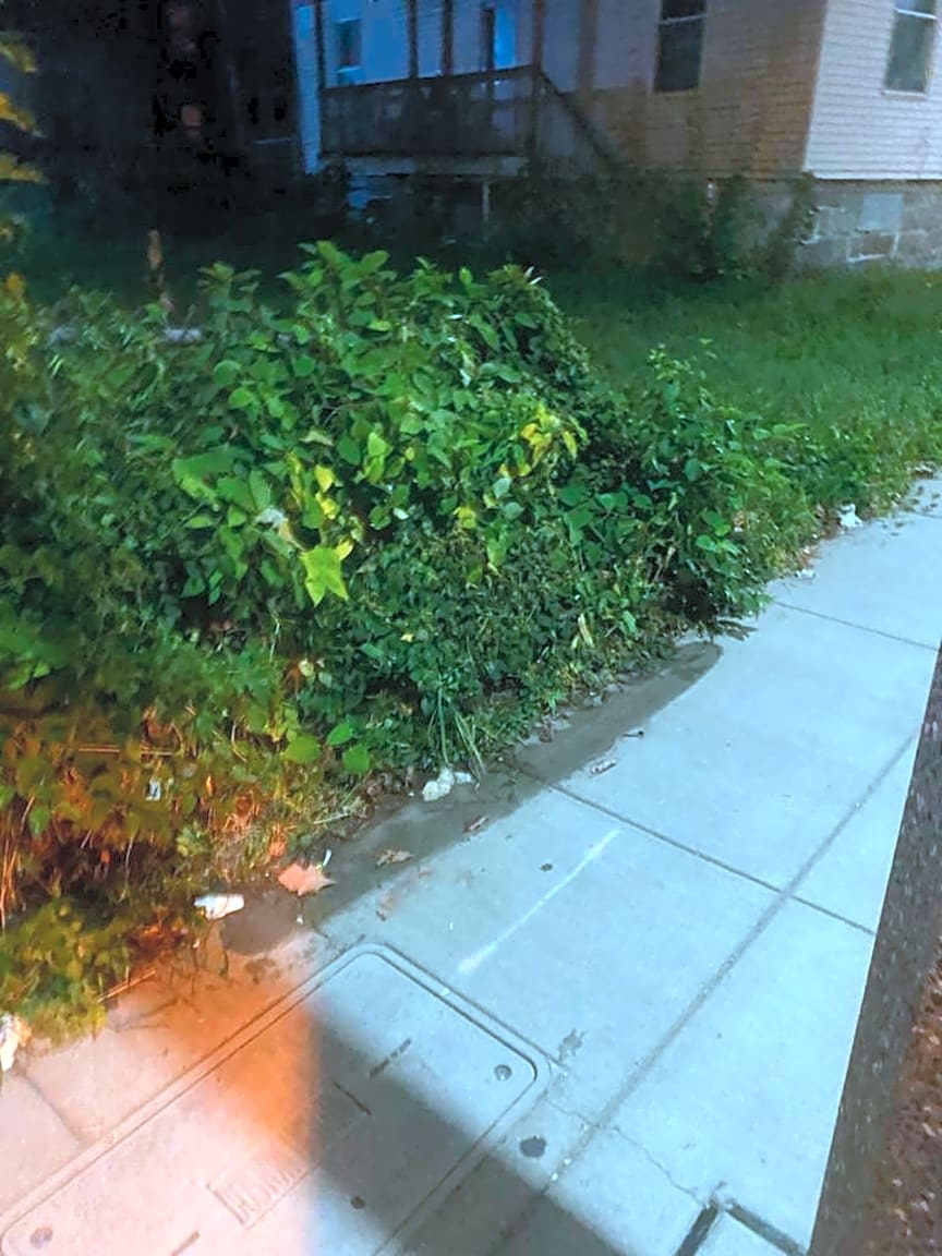 Image submitted with report