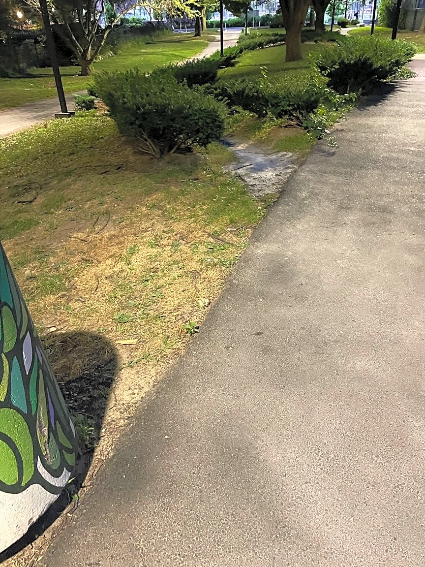 Image submitted with report