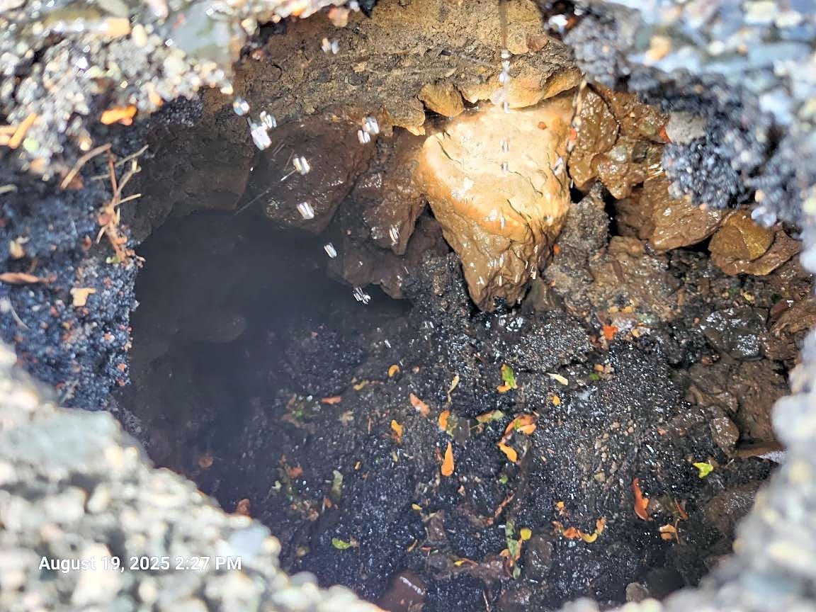 Image submitted with report