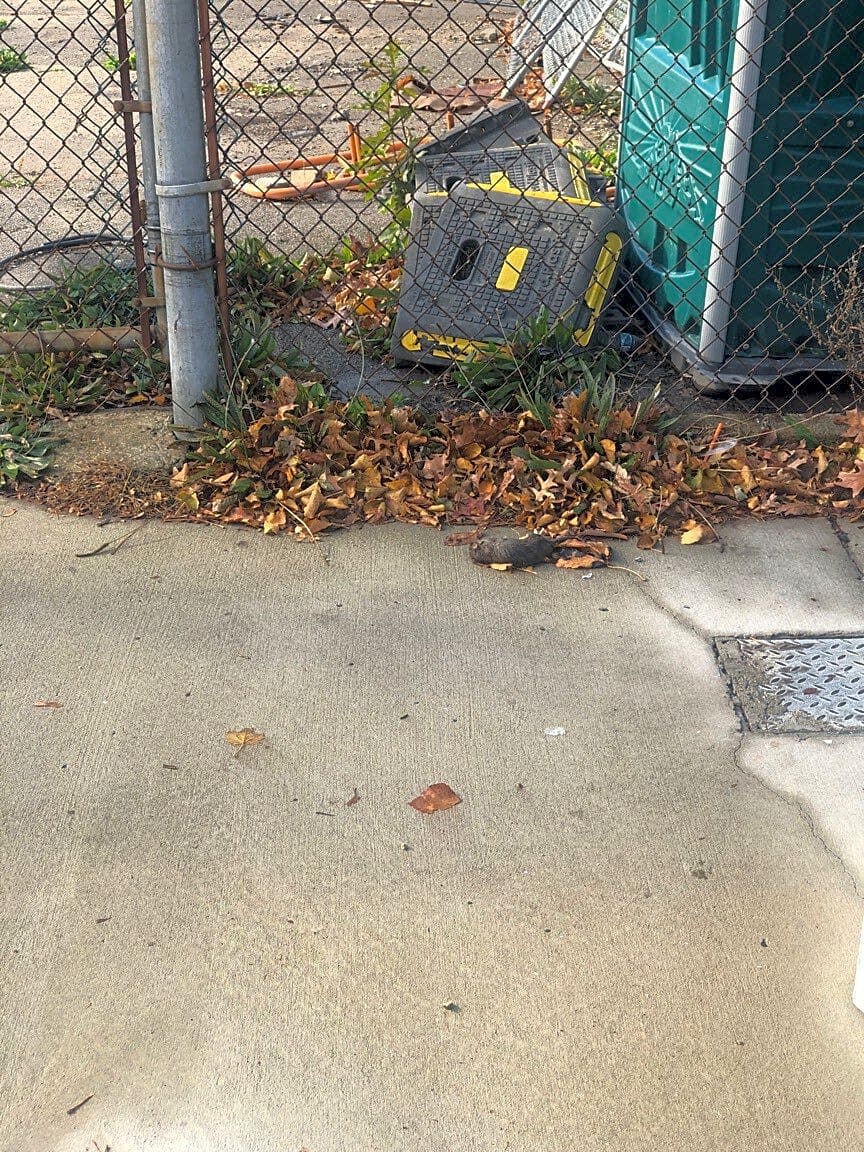 Image submitted with report