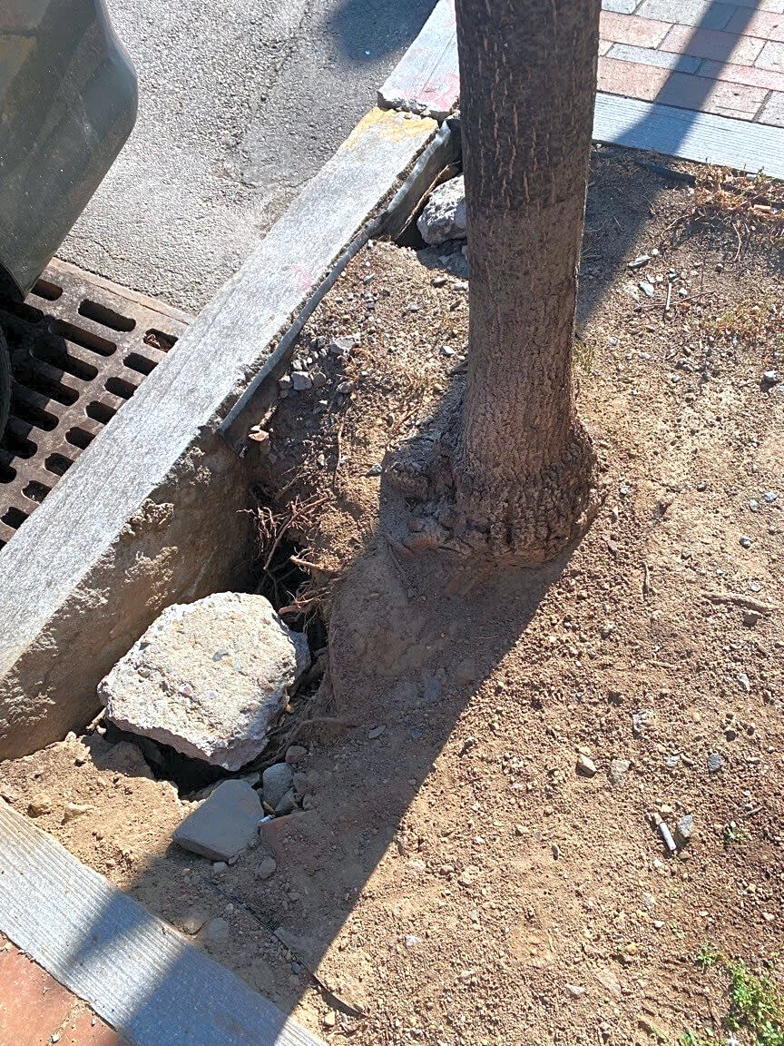 Image submitted with report