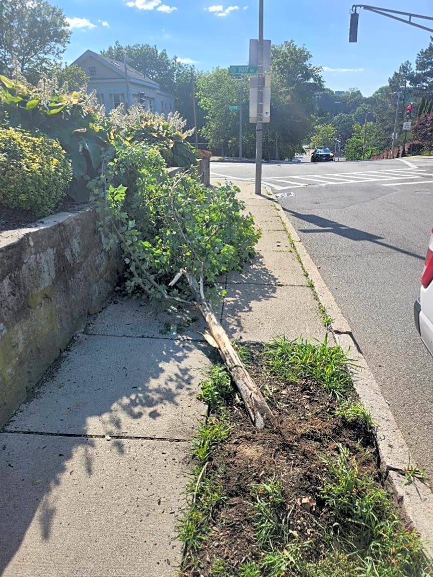 Image submitted with report