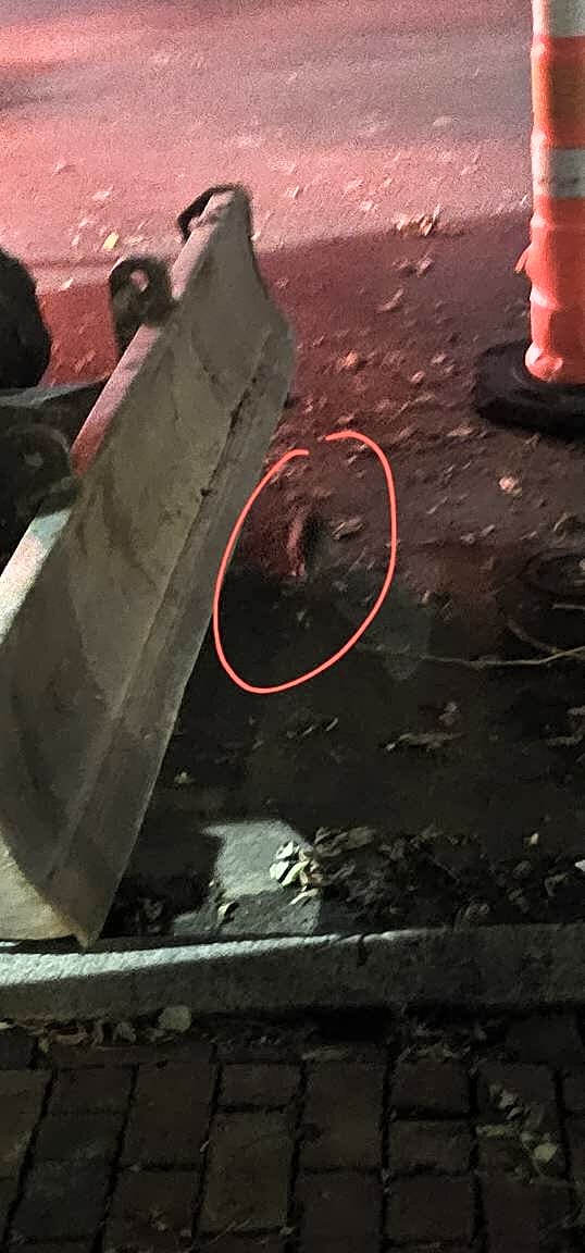 Image submitted with report