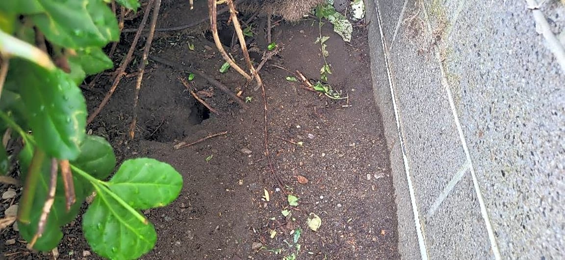 Image submitted with report