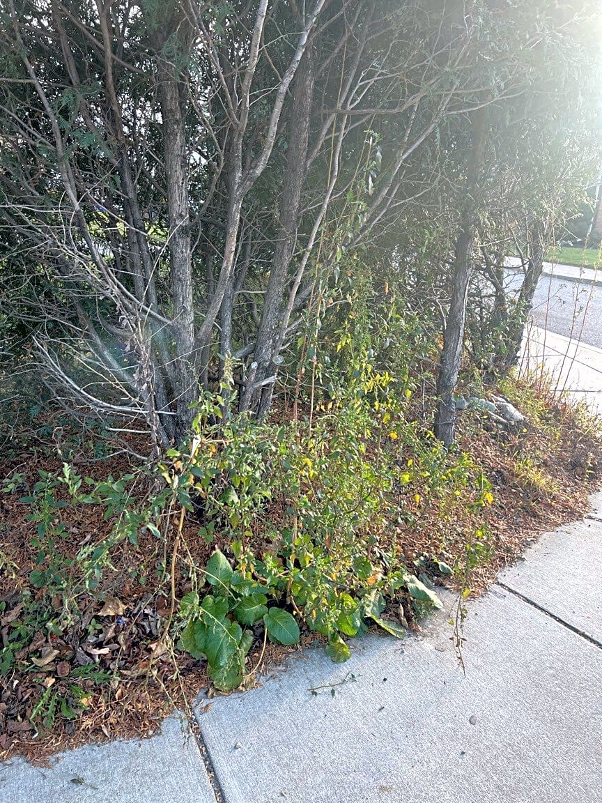 Image submitted with report