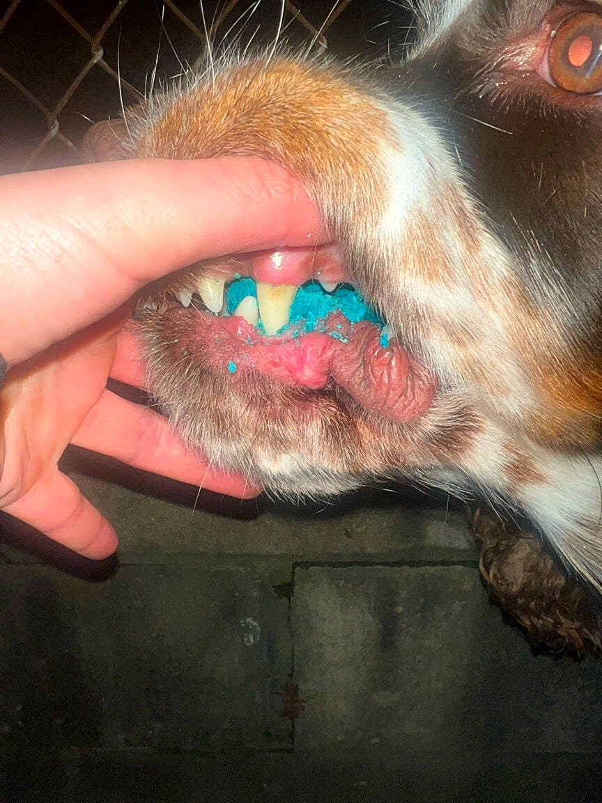 Image submitted with report