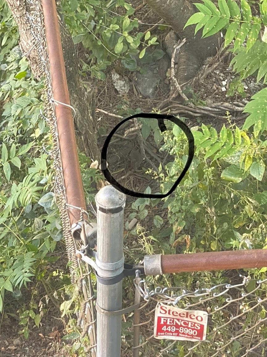 Image submitted with report