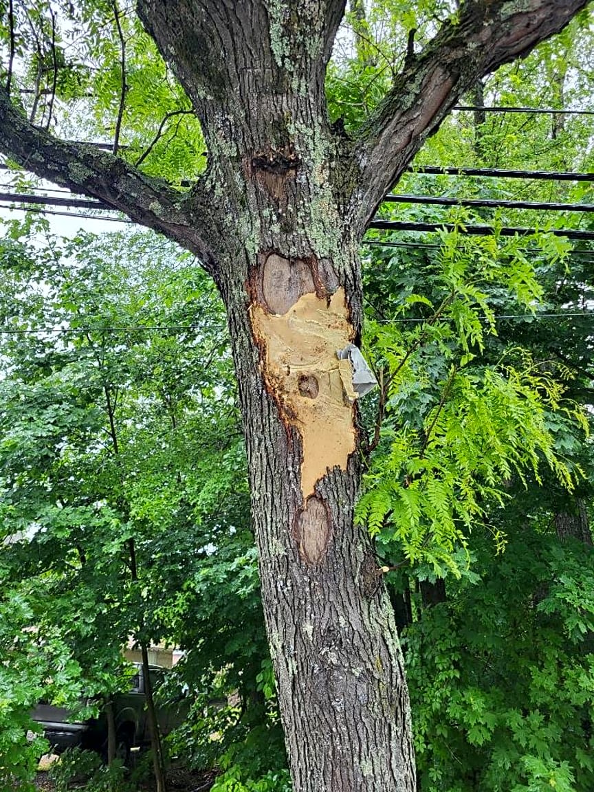 Image submitted with report
