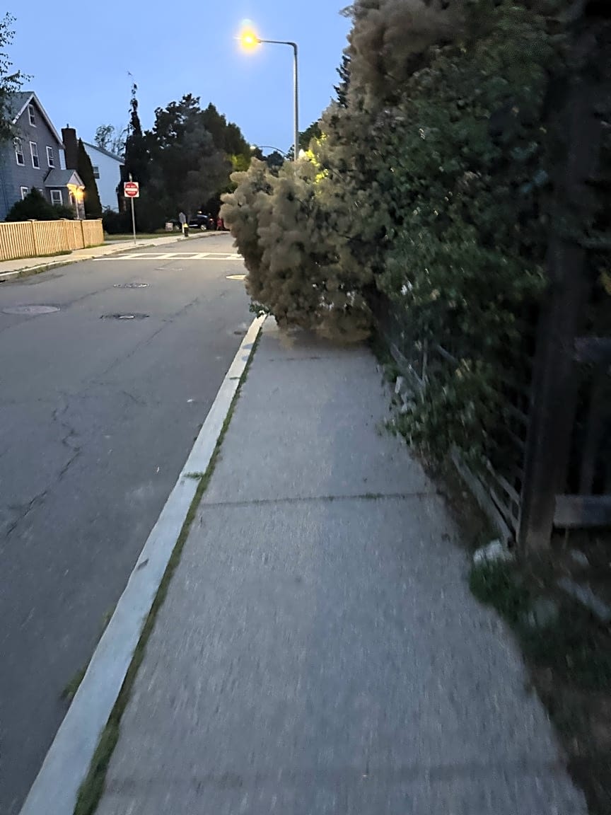 Image submitted with report