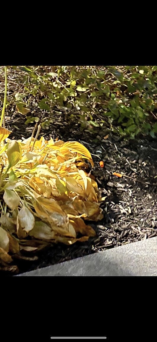 Image submitted with report