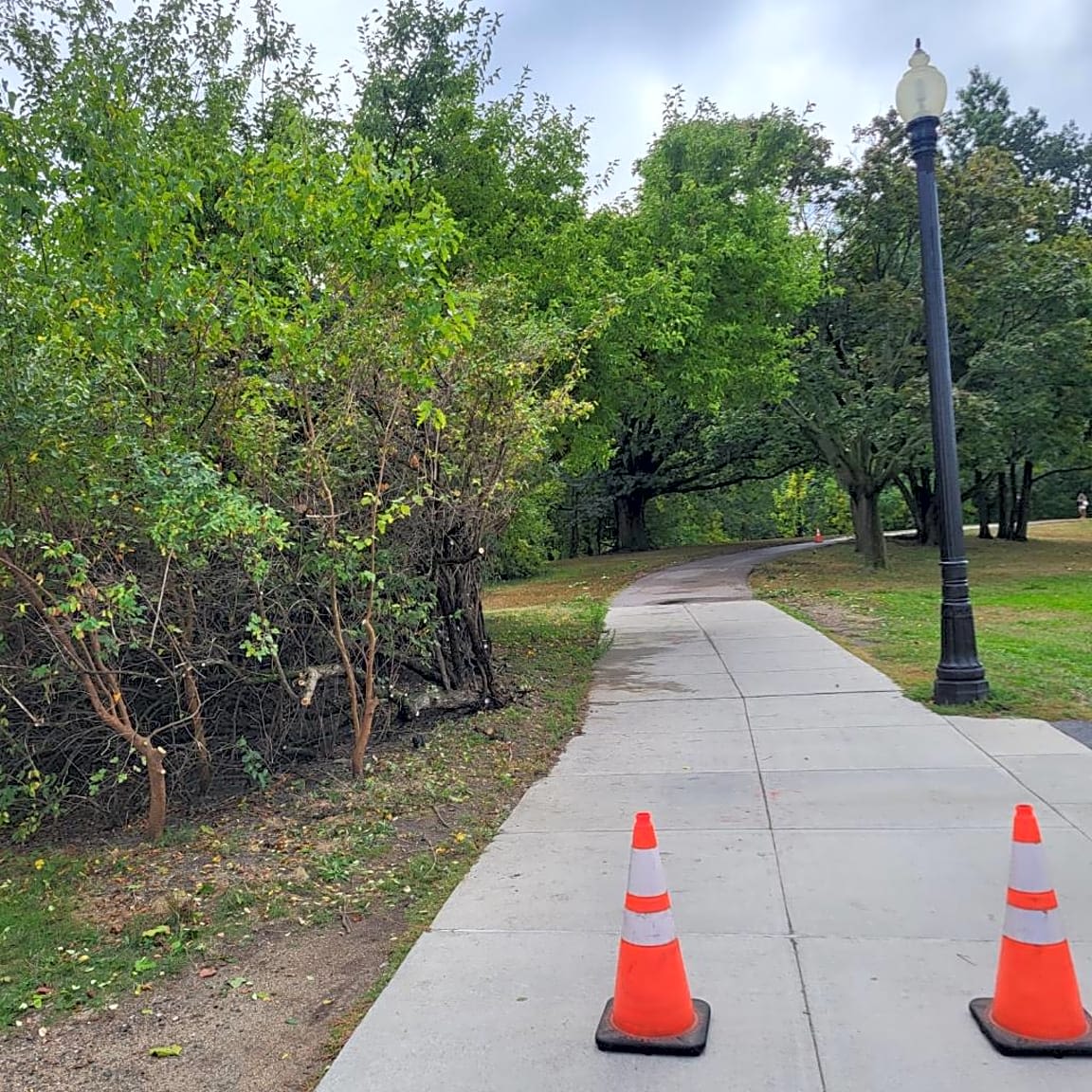 Image submitted with report