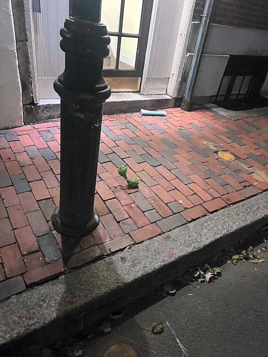 Image submitted with report