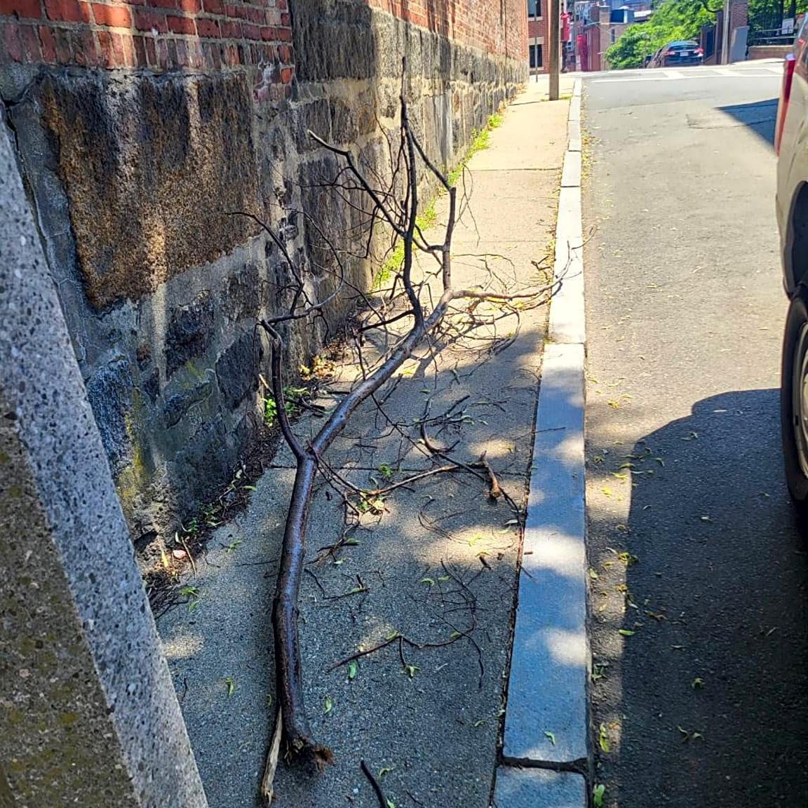 Image submitted with report