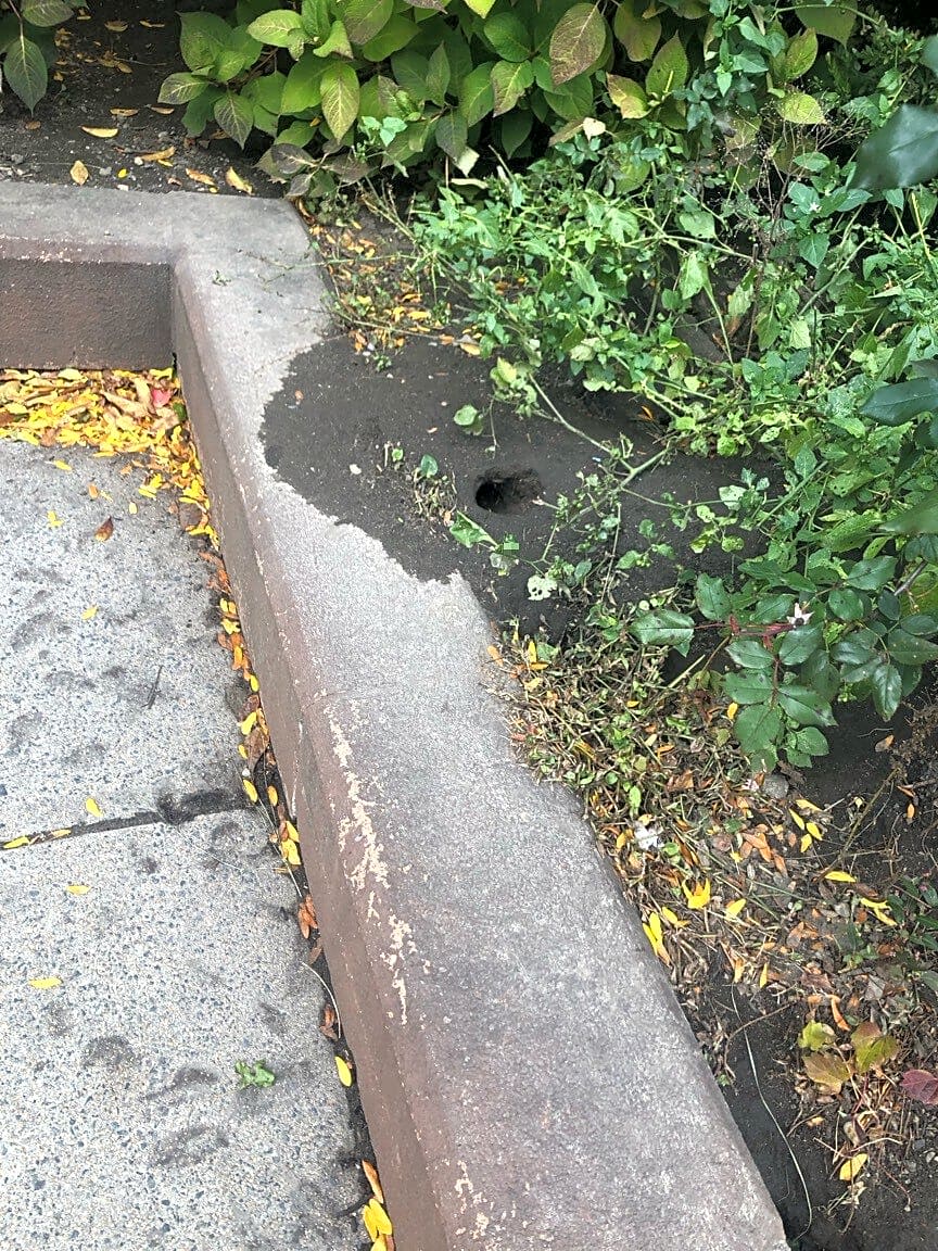 Image submitted with report