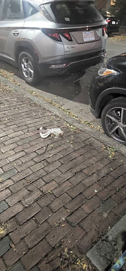 Image submitted with report