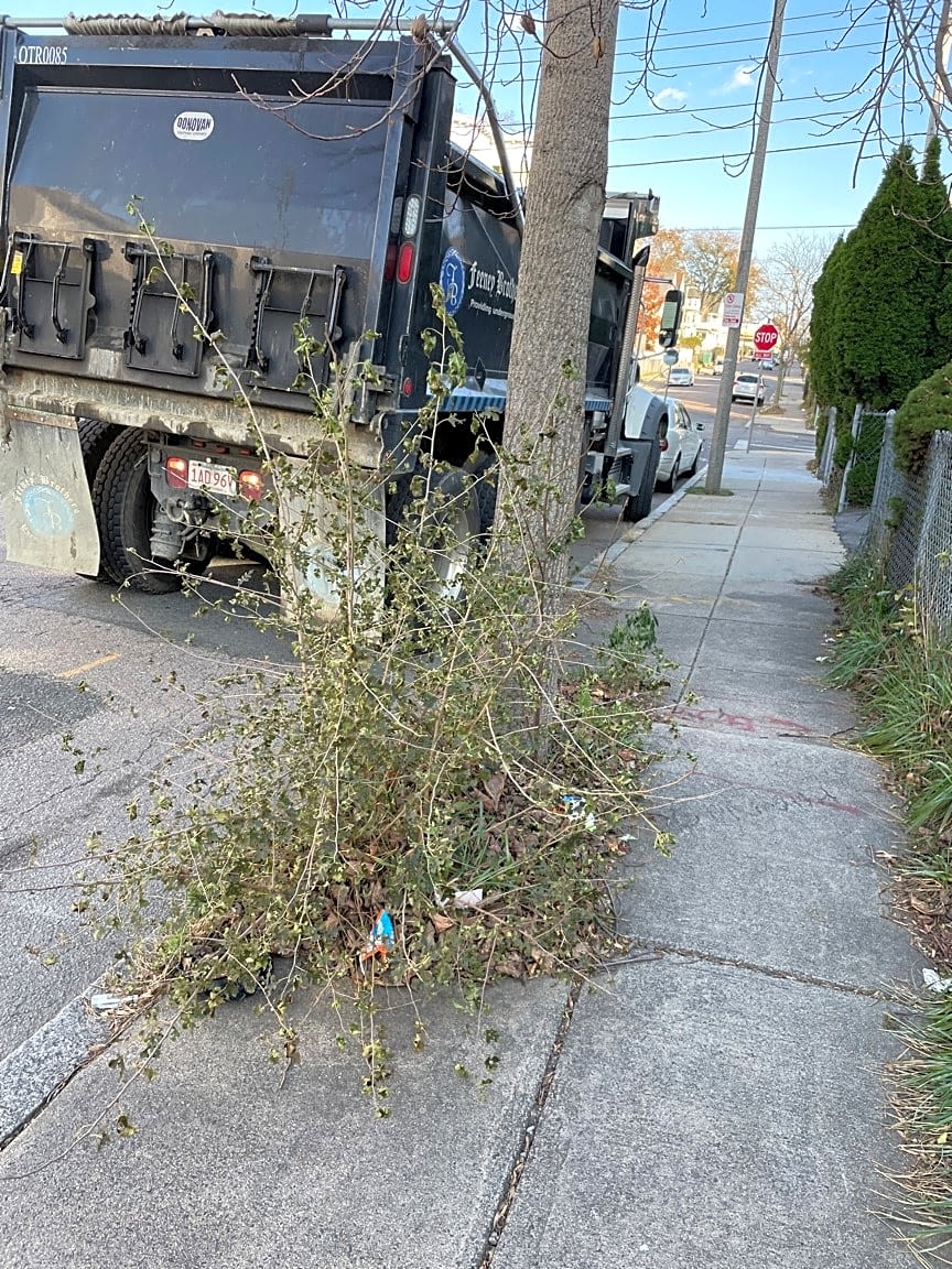 Image submitted with report