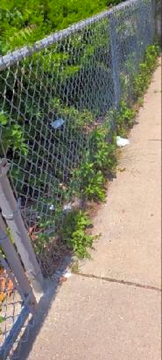 Image submitted with report