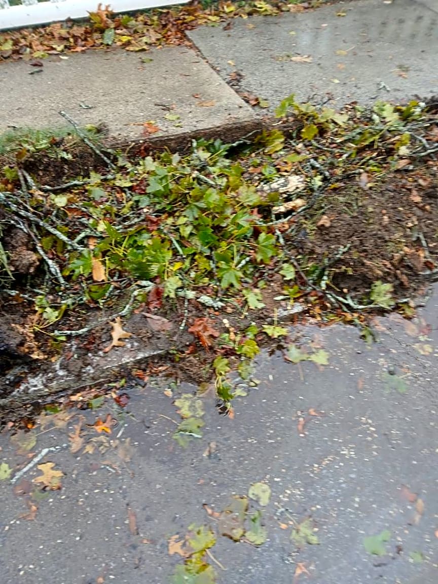 Image submitted with report