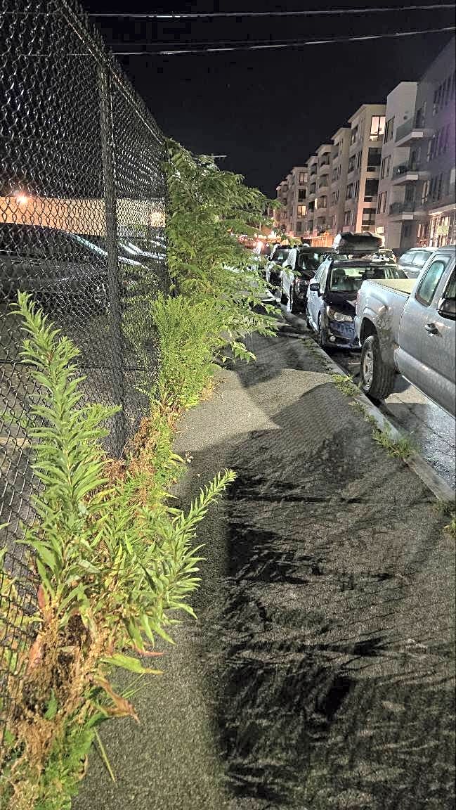 Image submitted with report