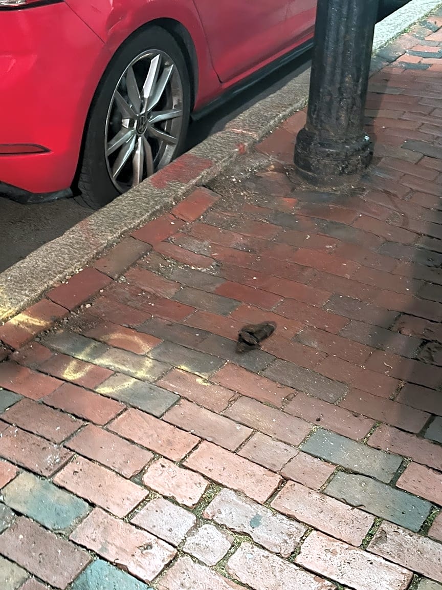 Image submitted with report