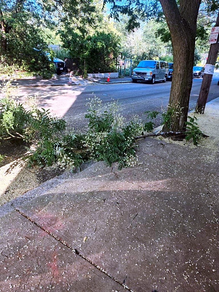 Image submitted with report