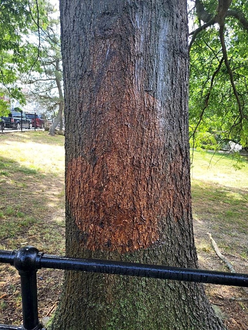 Image submitted with report