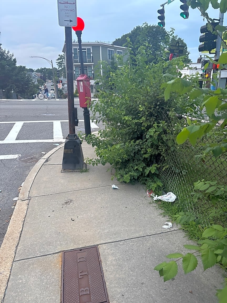 Image submitted with report