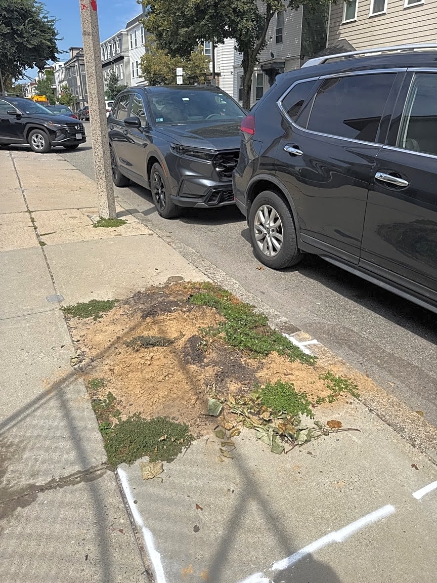 Image submitted with report