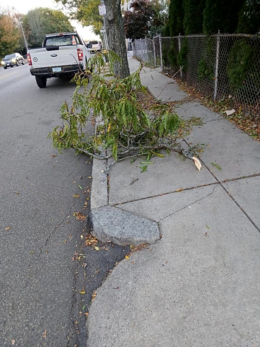 Image submitted with report