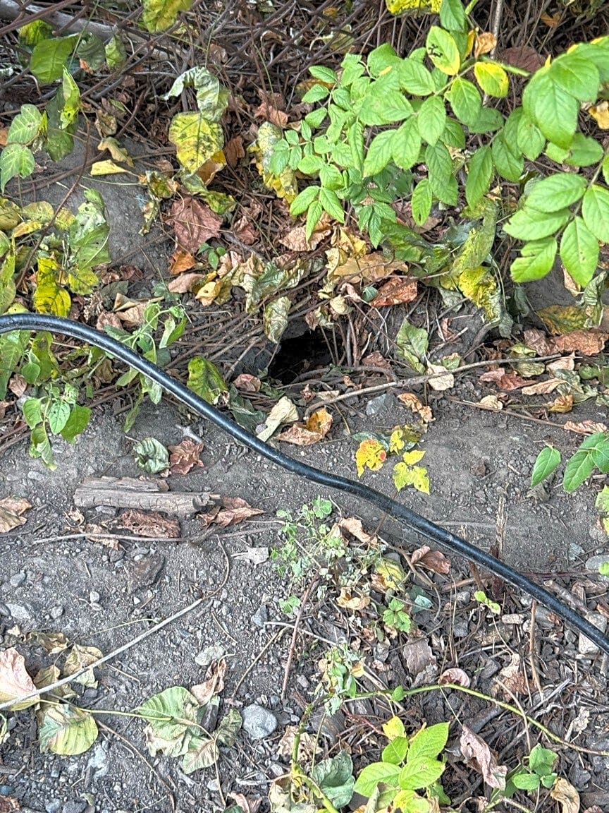 Image submitted with report
