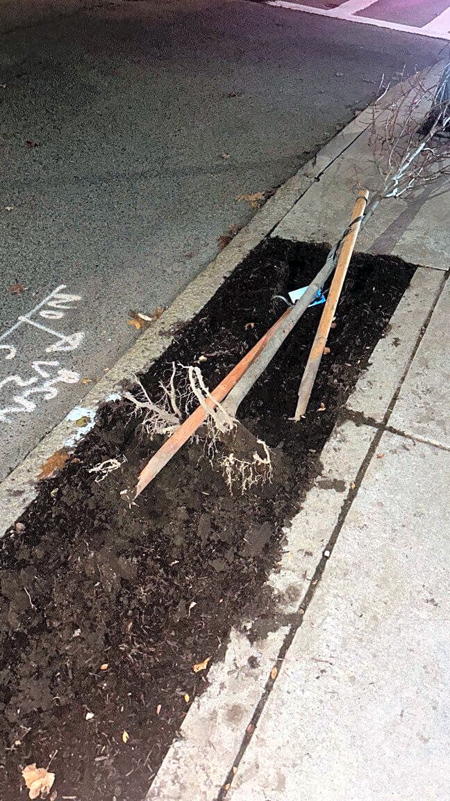 Image submitted with report