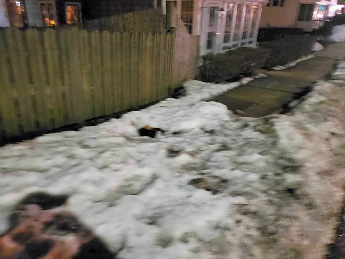 Image submitted with report