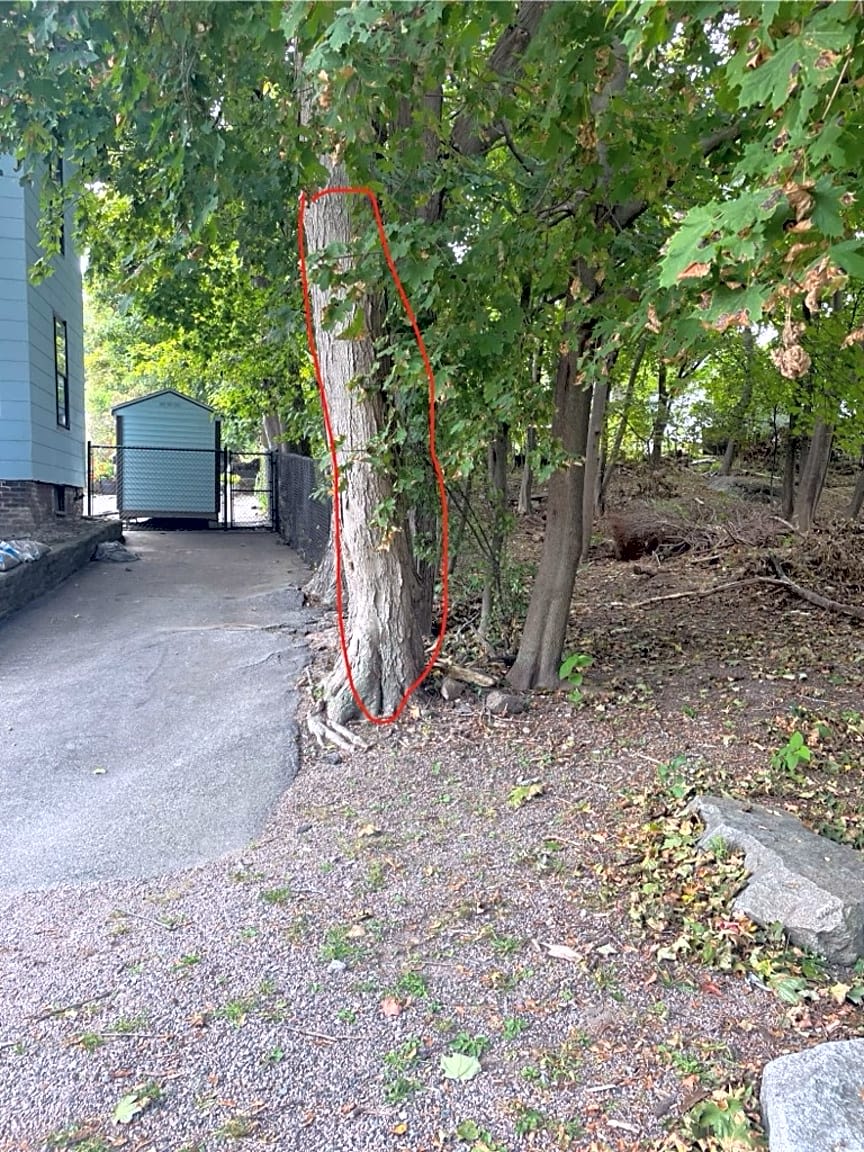 Image submitted with report