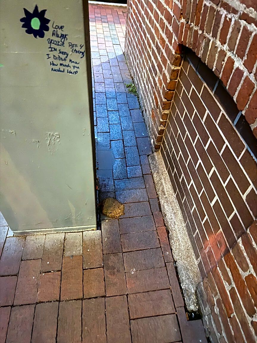 Image submitted with report